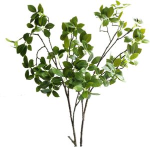 Ficus microcarpa